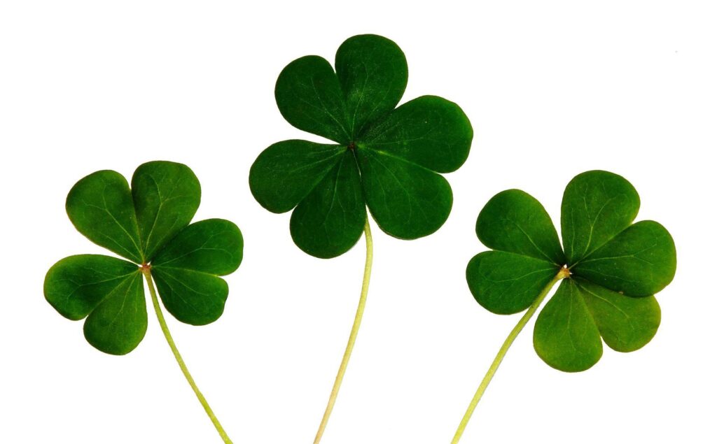 3 clovers representing luck